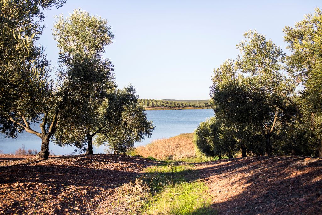 Olival Tree Consulting